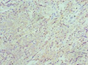 XIAP Antibody