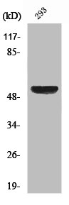 XIAP Antibody