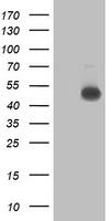 NHEJ1 Antibody