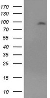 NHEJ1 Antibody