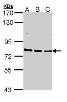 XPB Rabbit Polyclonal Antibody