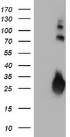 ERCC4 Antibody