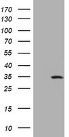 XPG Antibody