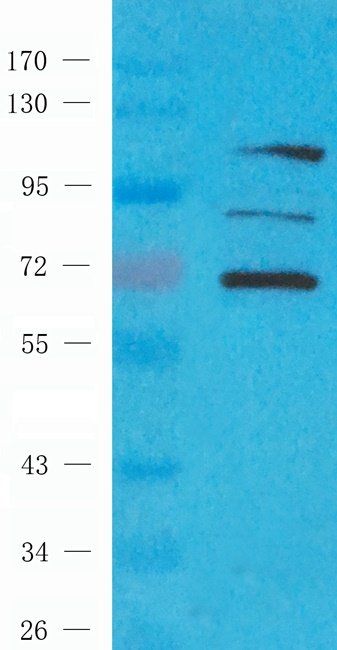 XRCC1 antibody
