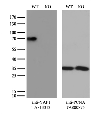YAP1 Antibody