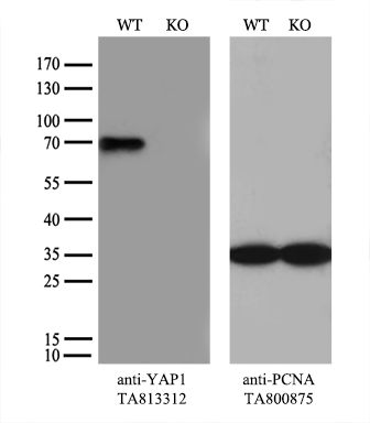 YAP1 Antibody