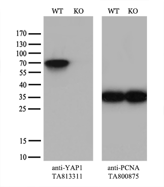 YAP1 Antibody