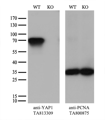 YAP1 Antibody