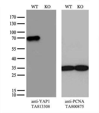 YAP1 Antibody