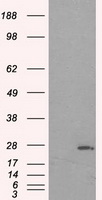 YAP1 Antibody