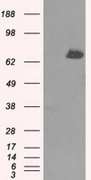 YAP1 Antibody