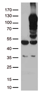YAP1 Antibody
