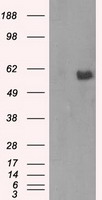 YAP1 Antibody