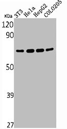 YAP1 Antibody