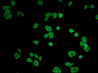YAP1 Antibody