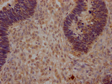 YAP1 Antibody