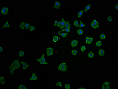 YAP1 Antibody