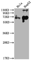 YAP1 Antibody