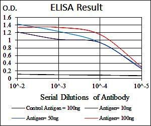 YAP1 Antibody