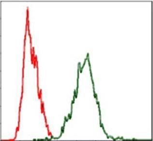 YAP1 Antibody
