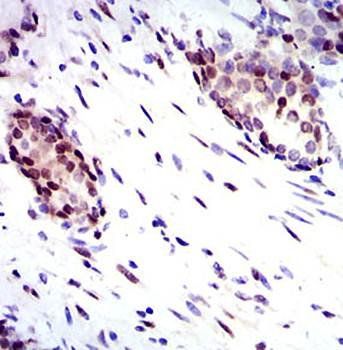 YAP1 Antibody