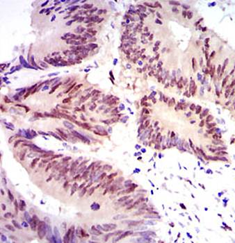 YAP1 Antibody