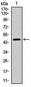YAP1 Antibody