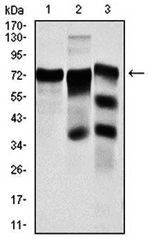 YAP1 Antibody