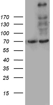 YBX2 Antibody