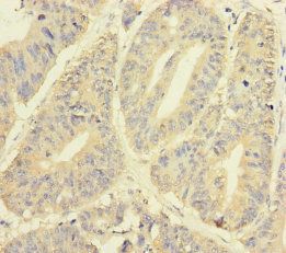YME1L1 Antibody