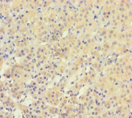 YPEL3 Antibody