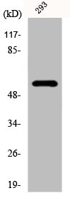 YTHDF1 Antibody