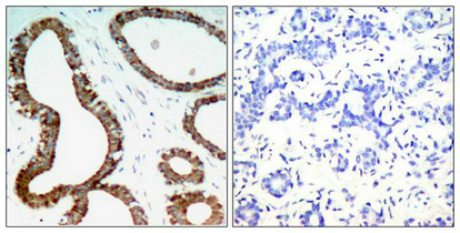 YWHAZ Antibody