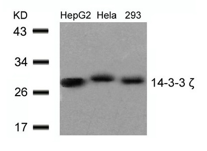 YWHAZ Antibody