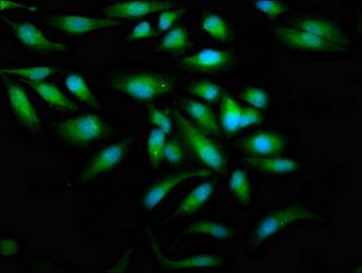 Zap70 Antibody