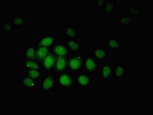ZBTB33 Antibody