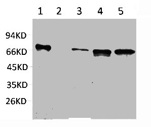 ZBTB45 Antibody