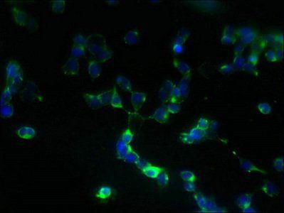 ZDHHC5 Antibody