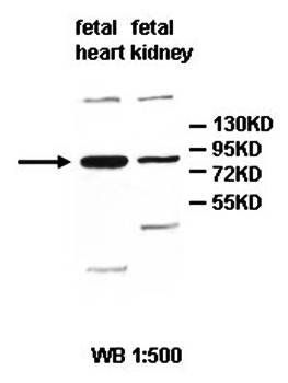 ZFP28 Rabbit Polyclonal Antibody