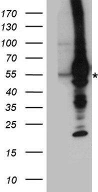 ZHX2 Antibody