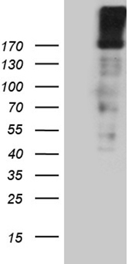 ZHX2 Antibody