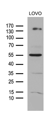 ZIC3 Antibody