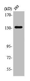ZMYND8 Antibody