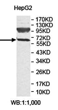 ZNF10 Rabbit Polyclonal Antibody