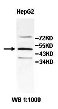 ZNF19 Rabbit Polyclonal Antibody
