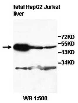 ZNF19 Rabbit Polyclonal Antibody
