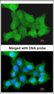 ZNF259 Rabbit Polyclonal Antibody