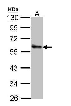 ZNF259 Rabbit Polyclonal Antibody