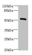 ZNF410 Antibody