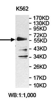 ZNF77 Rabbit Polyclonal Antibody